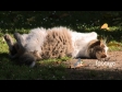 Cat Stretch 1696